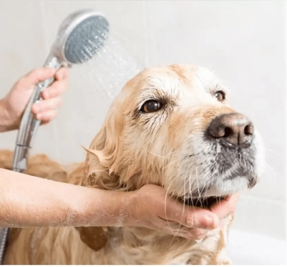 M Pets Pure Jojoba Oil Shampoo for Dogs - Image 3