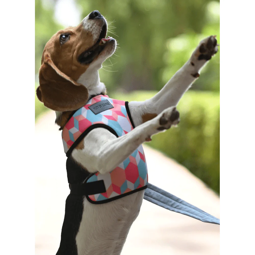 Mutt of Course Candy Barr Harness for Dogs - Image 4