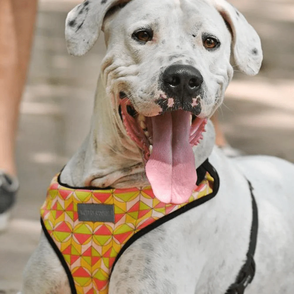 Mutt of Course Coral Reef Harness for Dogs - Image 5