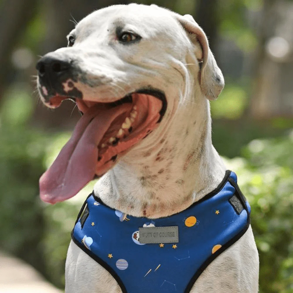Mutt of Course Elon Mutts Harness for Dogs - Image 6