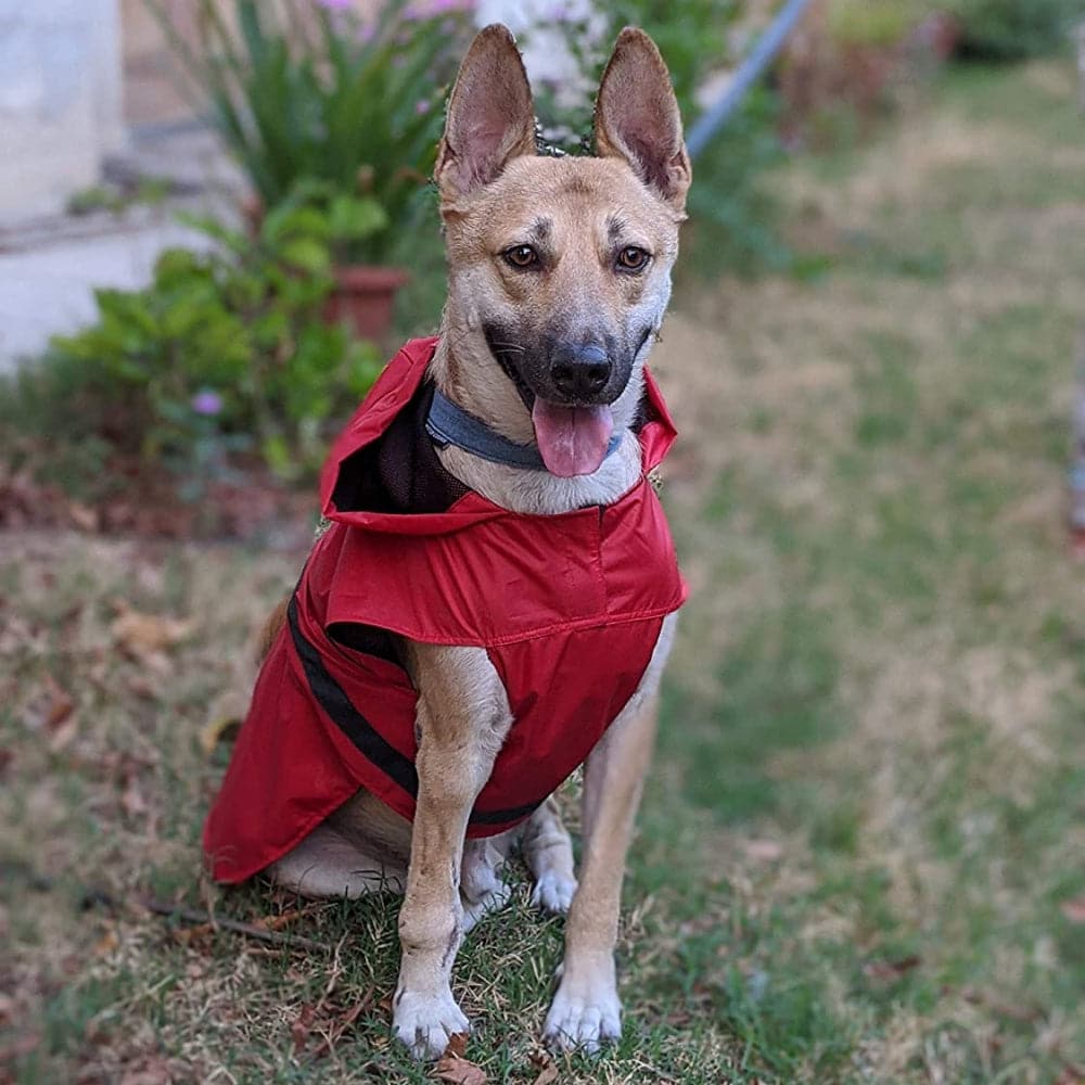 Mutt of Course Raincoat For Dogs (Red) - Image 6