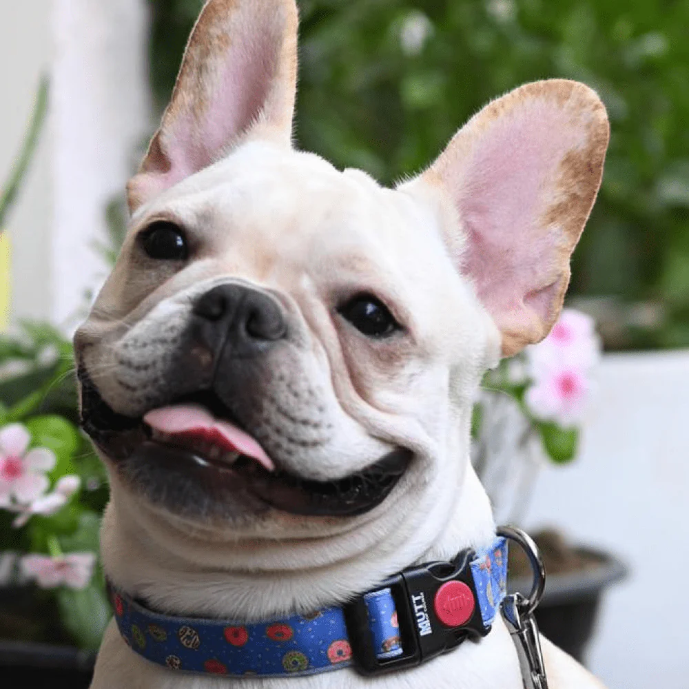 Mutt of Course Raining Donuts Collar for Dogs - Image 3