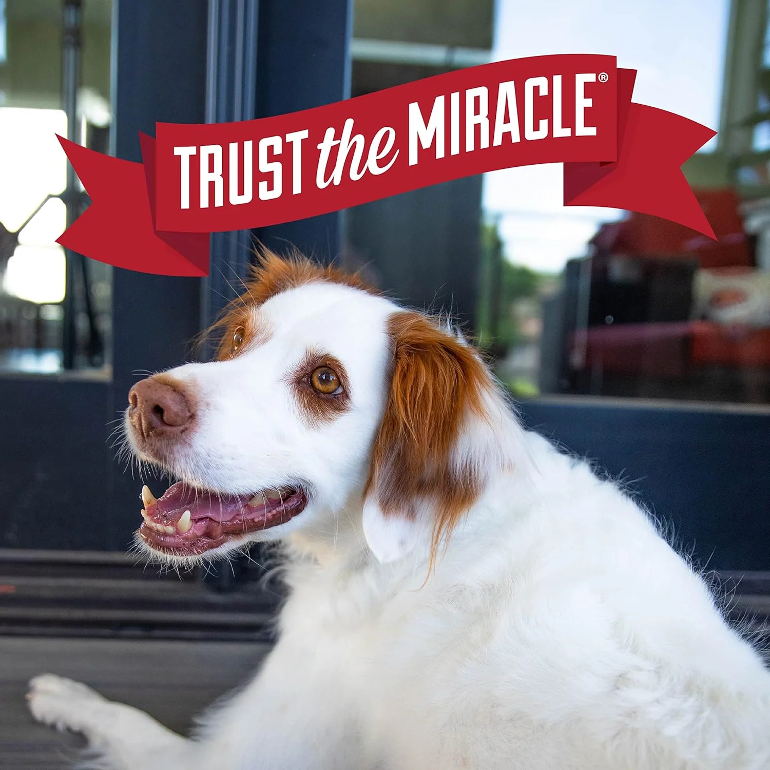 Nature’s Miracle Lavender Scented Charcoal Odor Control Shampoo and Conditioner for Dogs - Image 10