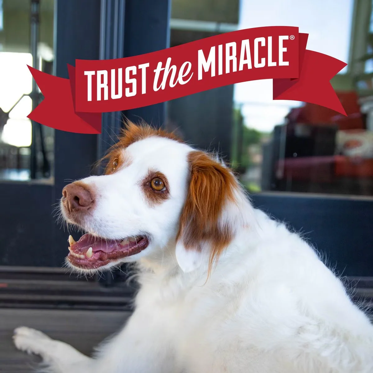 Nature's Miracle Hypoallergenic Shampoo and Conditioner for Dogs - Image 6