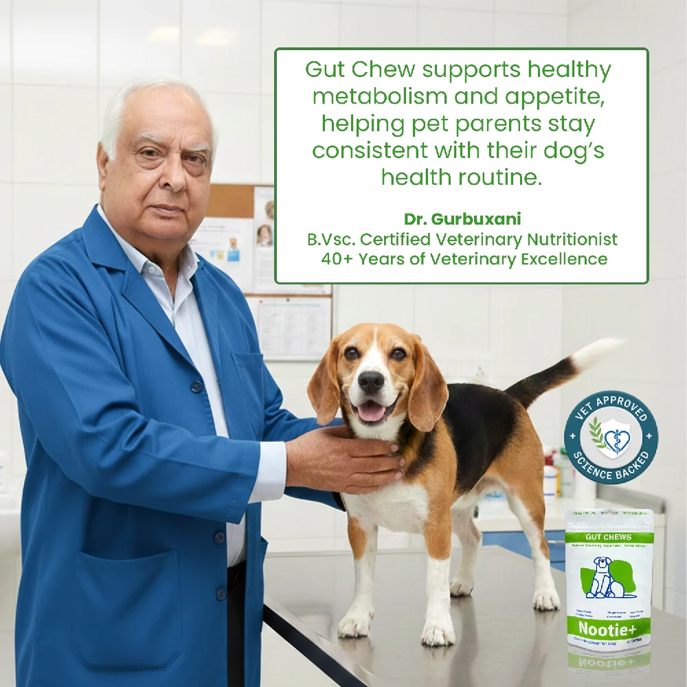 Nootie+ Digestive & Probiotic Gut Chew Supplement for Dogs - Image 4