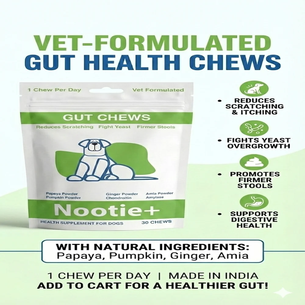 Nootie+ Digestive & Probiotic Gut Chew Supplement for Dogs - Image 8