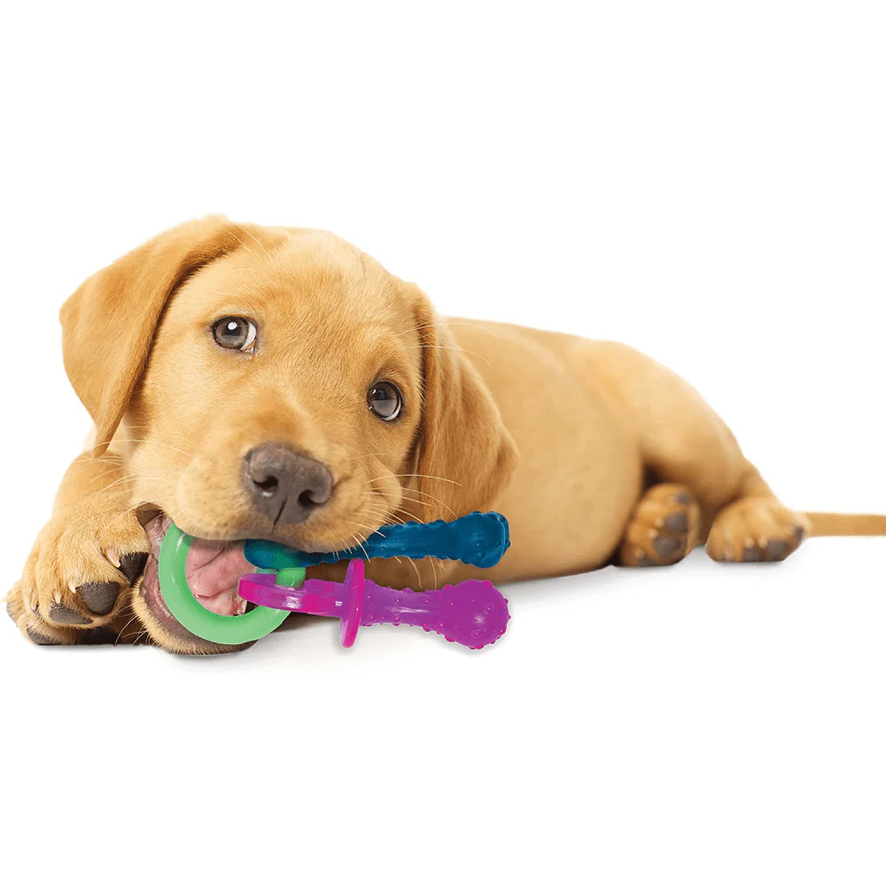 Nylabone Puppy Teething Bacon Flavoured Pacifier Toy for Dogs (Blue/Pink) - Image 5