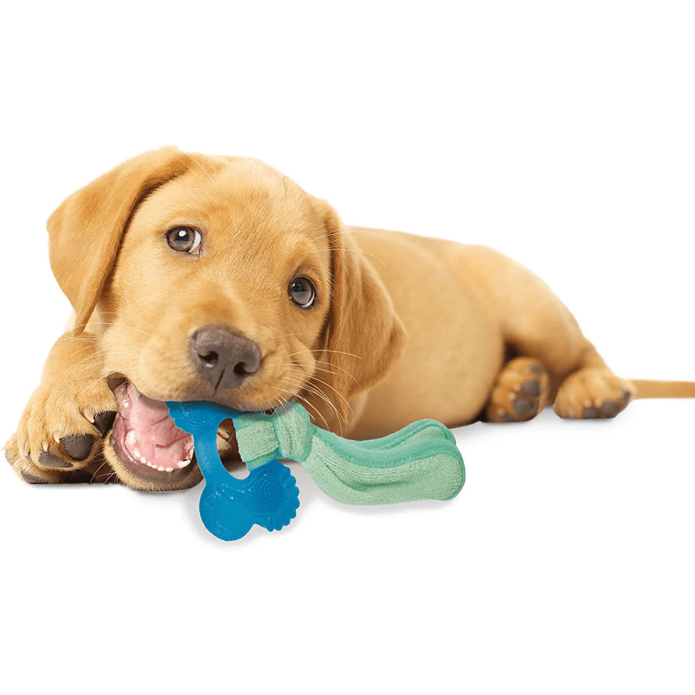 Nylabone Puppy Teething Peanut Butter Flavoured Chew Freezer Bone Toy for Dogs (Blue/Green) - Image 6