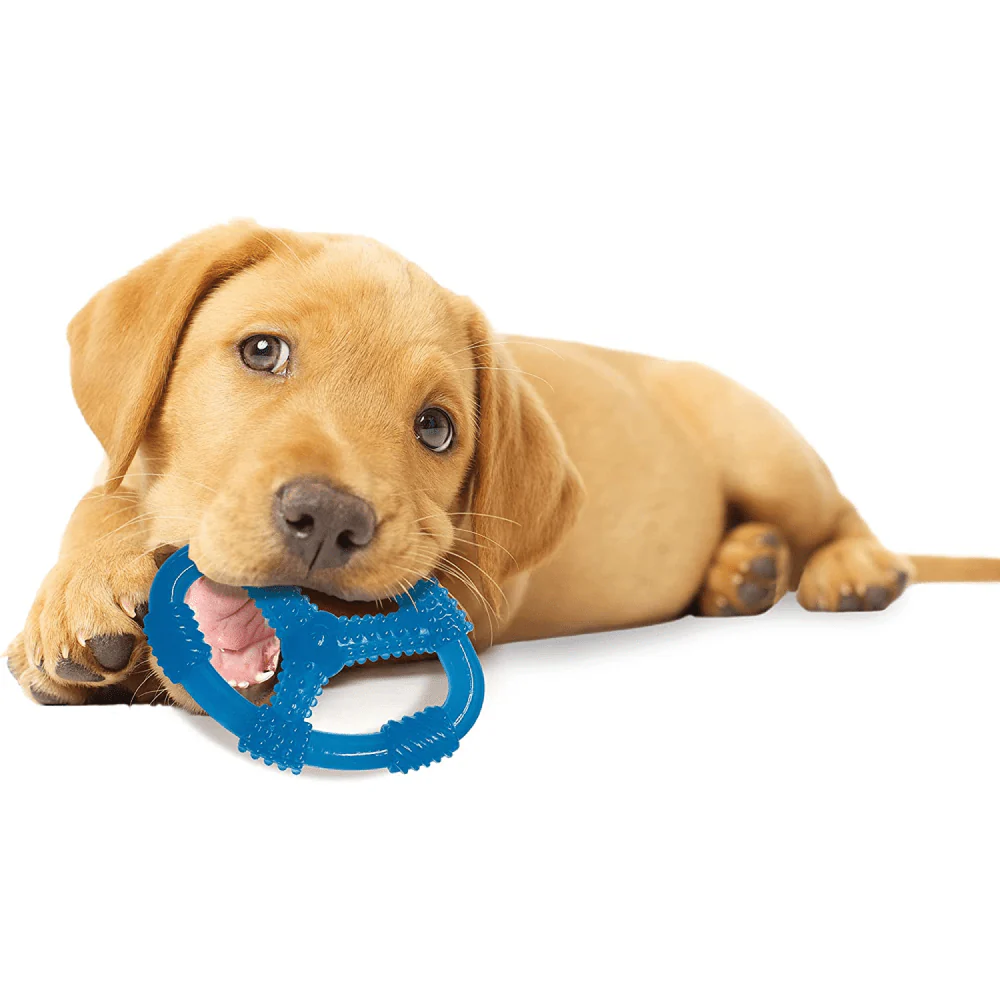 Nylabone Puppy Teething Peanut Butter Flavoured Chew Ring Toy for Dogs (Blue) - Image 4