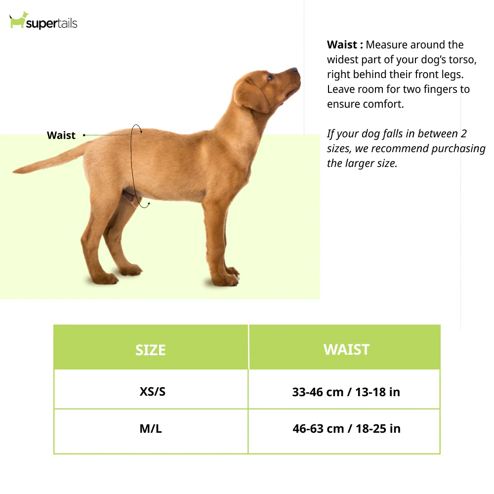 OUT! Disposable Diapers for Male Dog (33x46cm) - Image 2