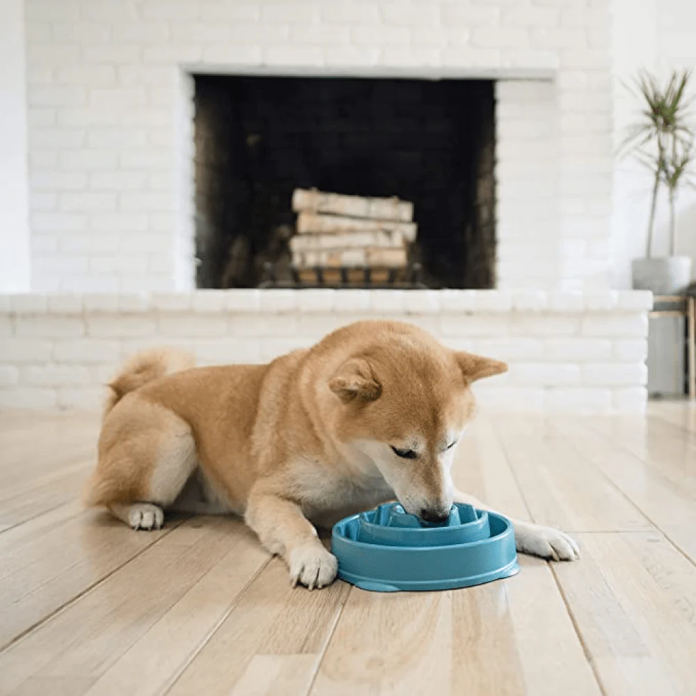 Outward Hound Fun/Slow Feeder for Dogs (Green Blue) - Image 6