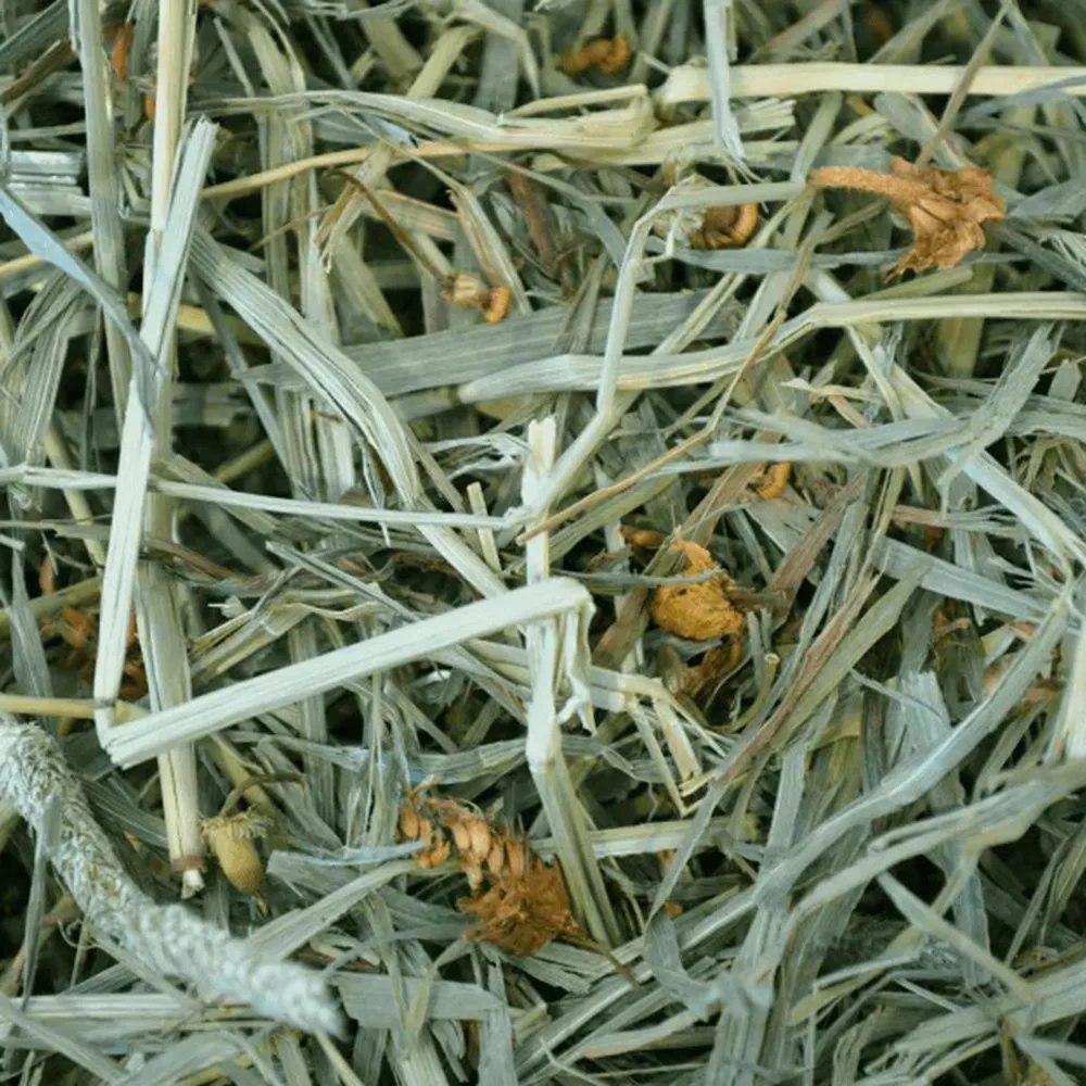 Oxbow Botanical Hay Dry Food for Rabbits and Guinea Pigs - Image 2