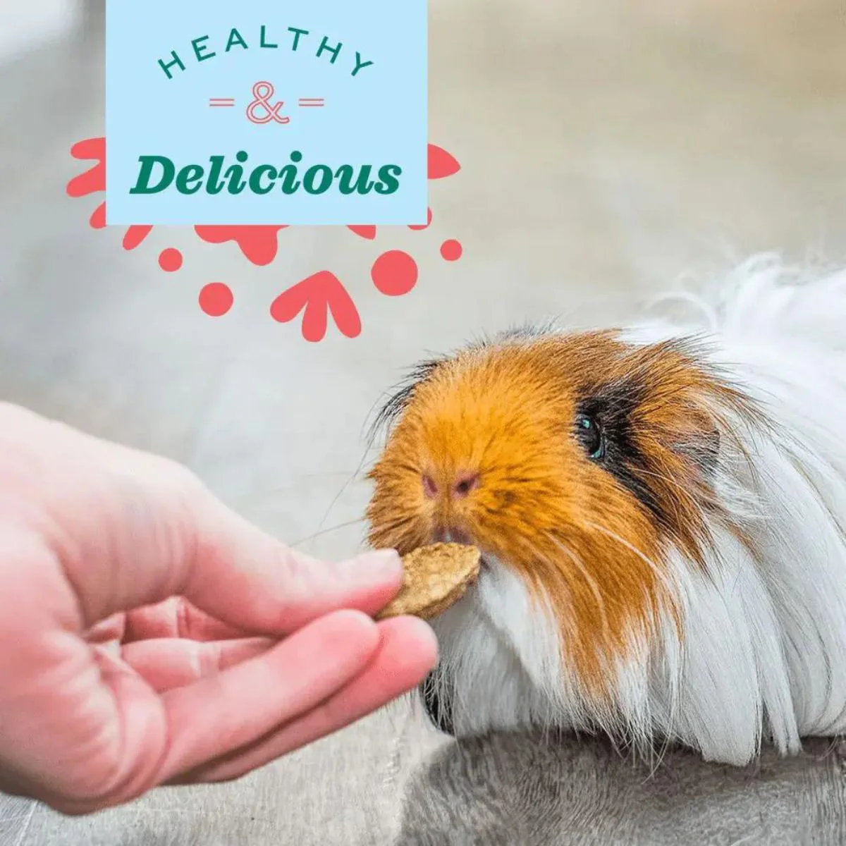Oxbow Natural Science Multi Vitamin Supplement for Rabbits and Guinea Pigs - Image 4