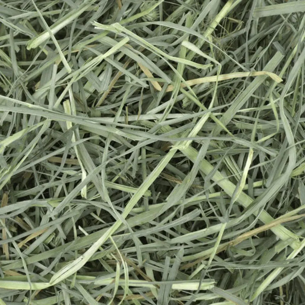 Oxbow Orchard Grass Hay for Rabbits and Guinea Pigs - Image 2