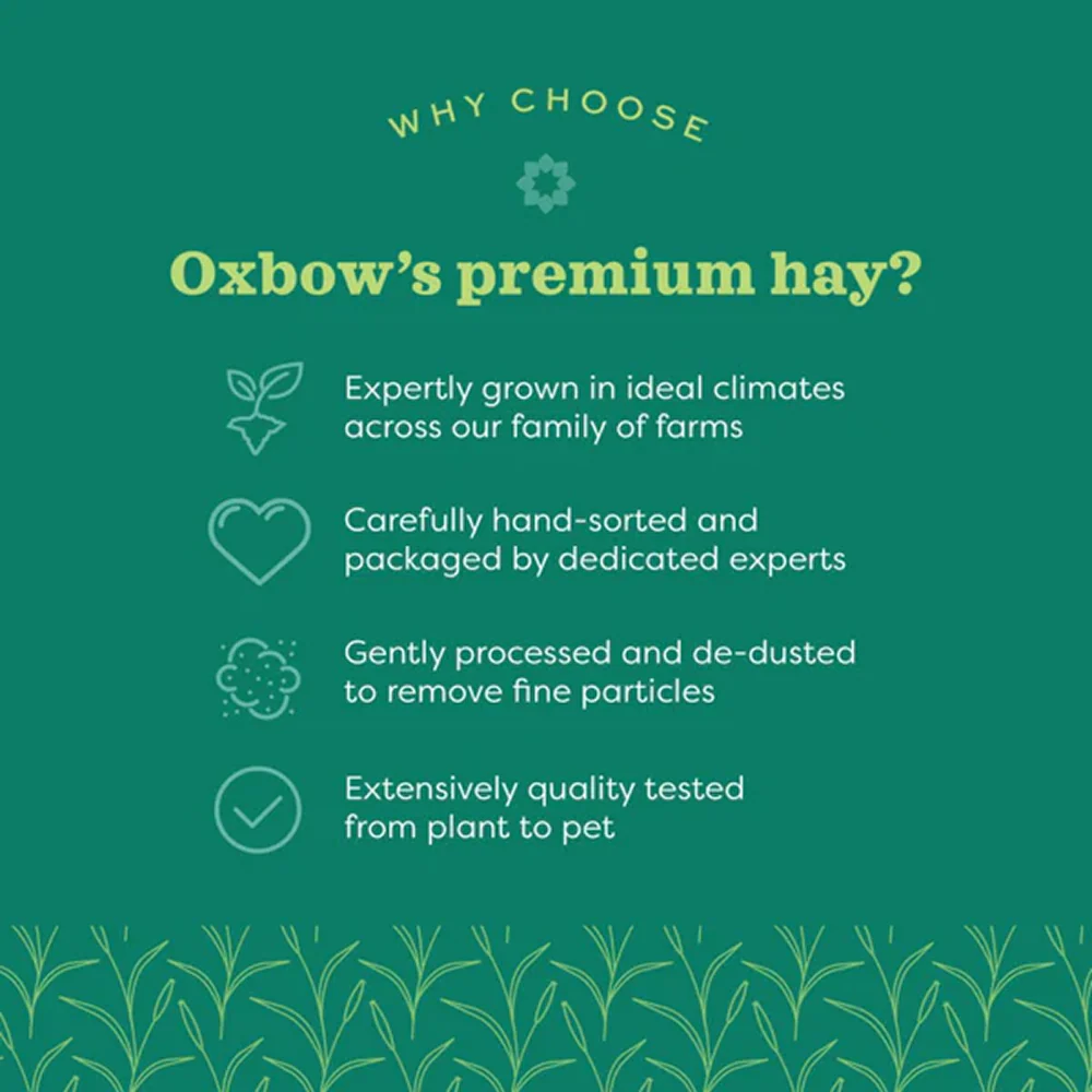 Oxbow Orchard Grass Hay for Rabbits and Guinea Pigs - Image 3