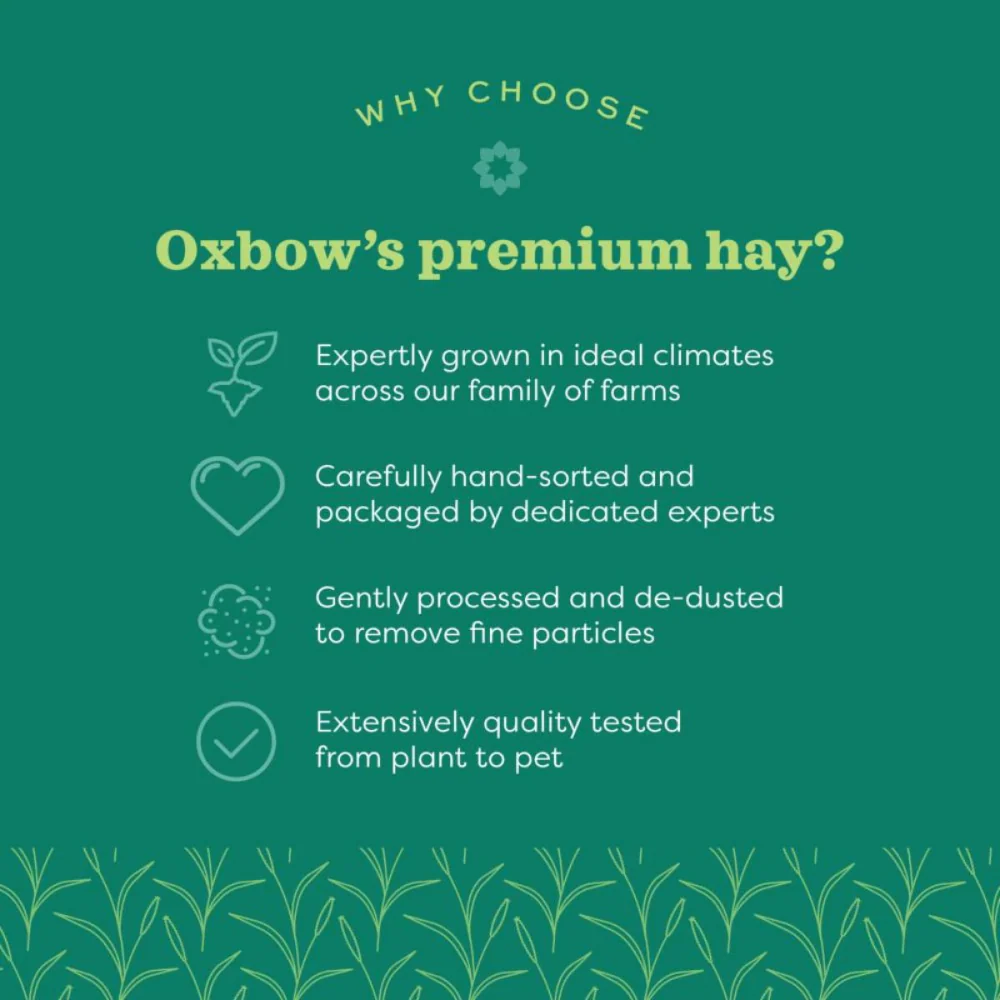 Oxbow Western Timothy Hay Dry Food for Rabbits and Guinea Pigs - Image 2