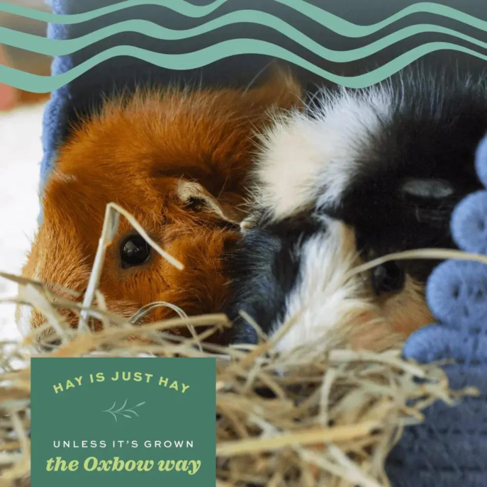 Oxbow Western Timothy Hay Dry Food for Rabbits and Guinea Pigs - Image 3