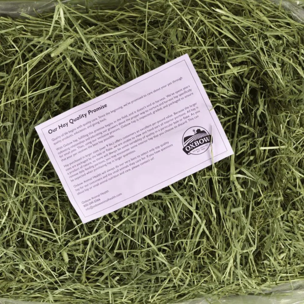 Oxbow Western Timothy Hay Dry Food for Rabbits and Guinea Pigs - Image 5