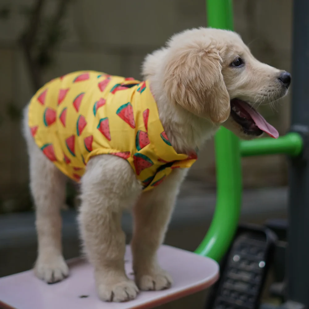 Pawgypets Watermelon sugar sando for Dogs (Yellow) - Image 3