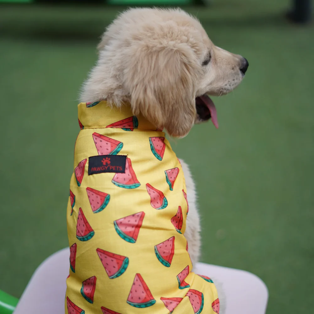 Pawgypets Watermelon sugar sando for Dogs (Yellow) - Image 4