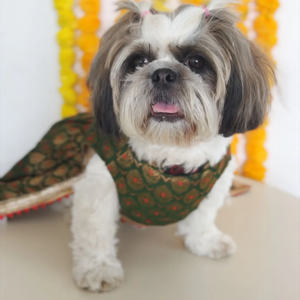 Pawgypets Brocade Lehenga for Dogs and Cats (Green) - Image 2