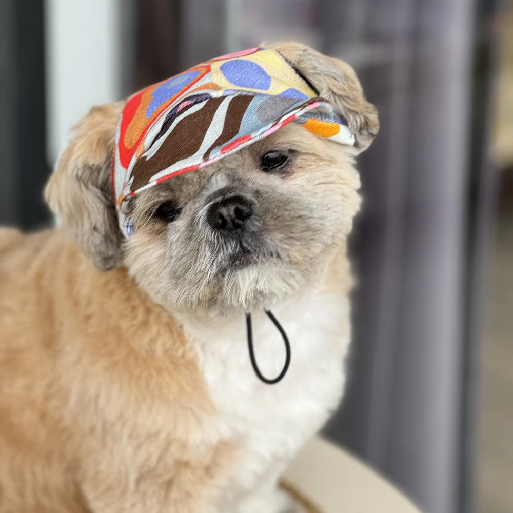 Pawgypets Cap for Dogs (Multi Color) - Image 3