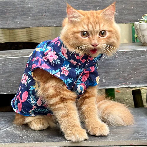 Pawgypets Flamingo Sando for Cats (Navy Blue) - Image 3