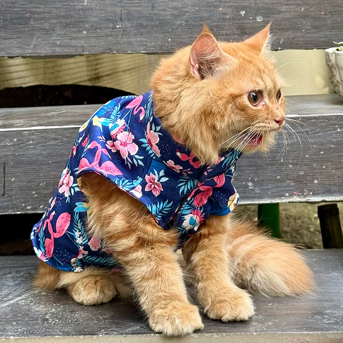 Pawgypets Flamingo Sando for Cats (Navy Blue) - Image 4