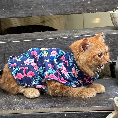 Pawgypets Flamingo Sando for Cats (Navy Blue) - Image 6