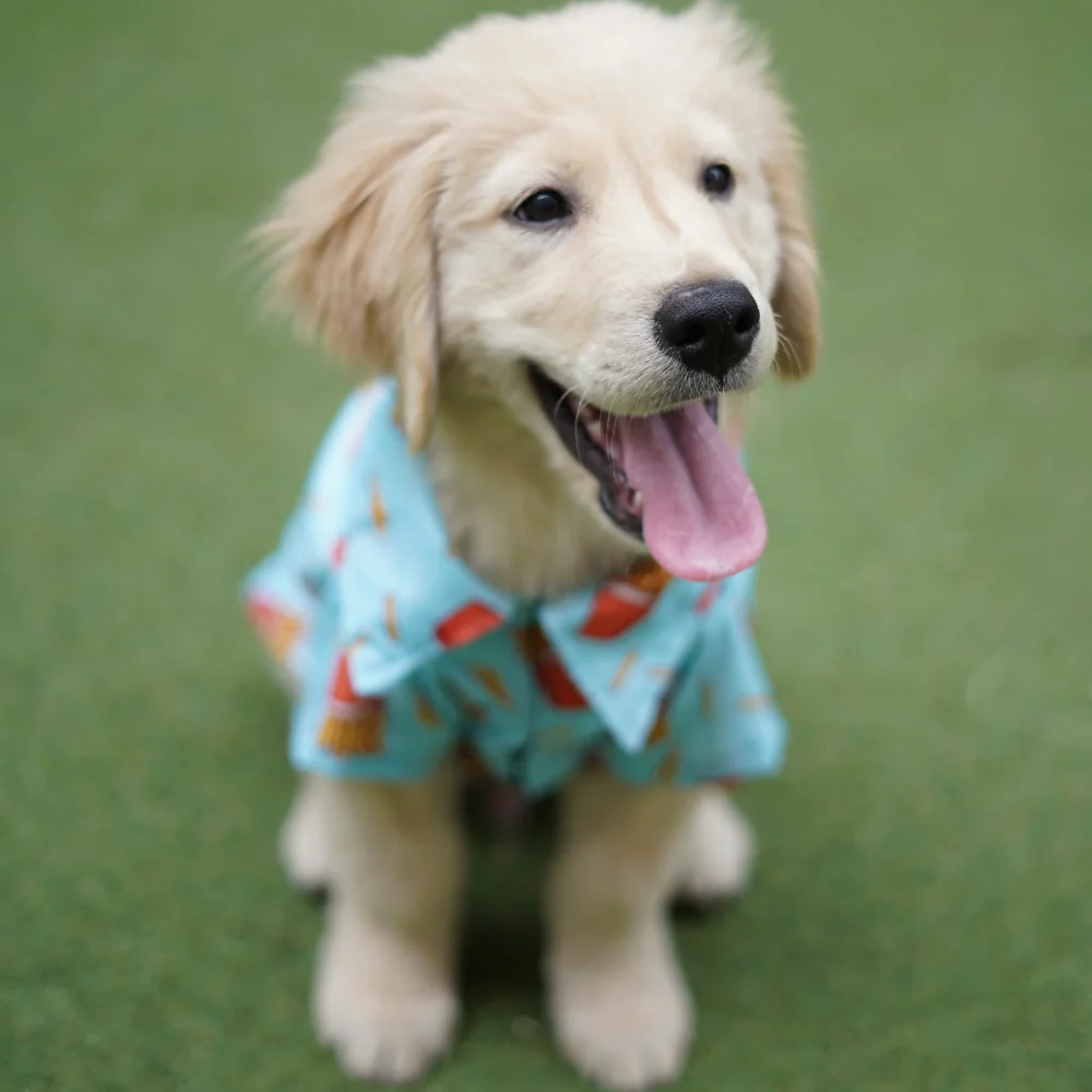 Pawgypets Fries Over Guys Shirt for Dogs (Blue) - Image 6
