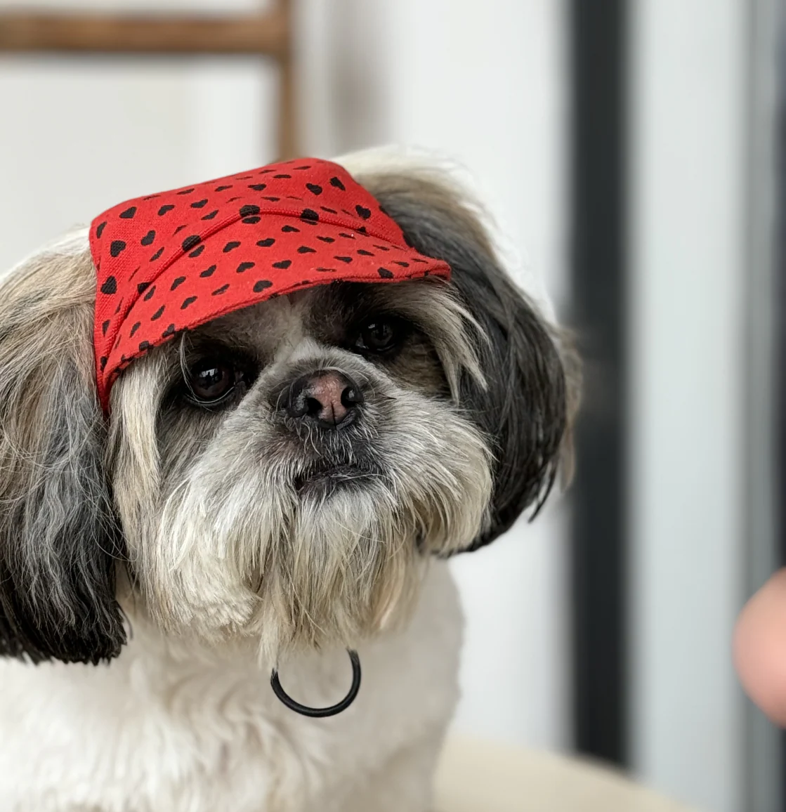 Pawgypets Heart Cap for Dogs (Red) - Image 3