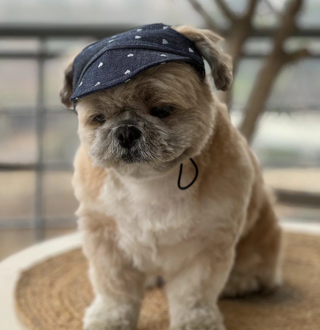 Pawgypets Hearty Cap for Dogs (Denim) - Image 3