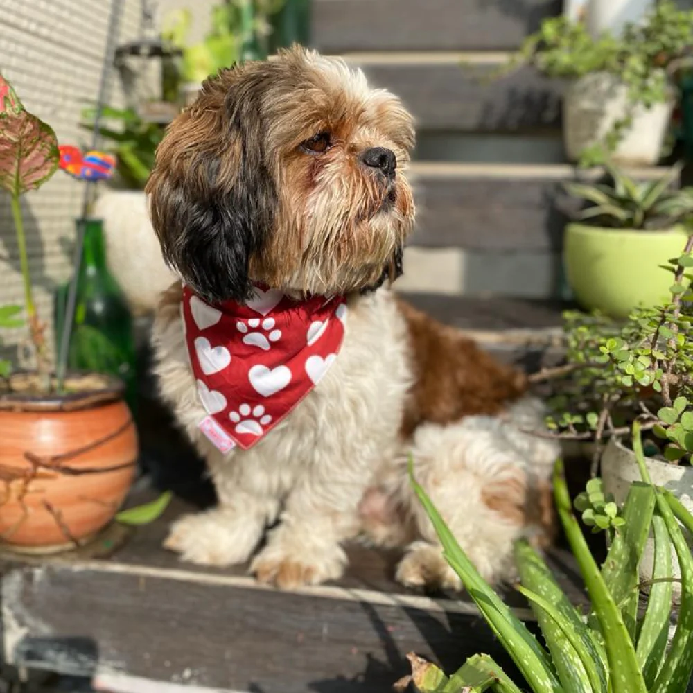 Pawgypets It’s My Birthday Bandana for Dogs and Cats - Image 2