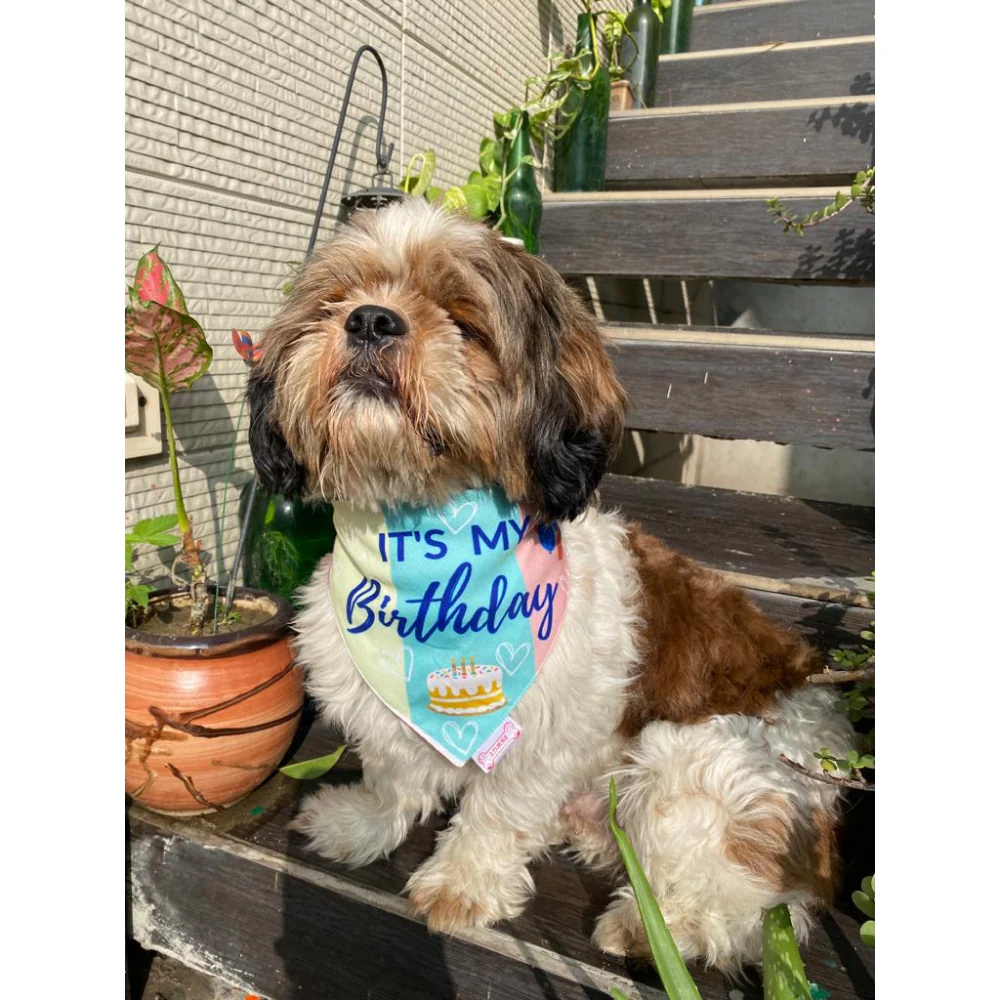 Pawgypets It’s My Birthday Bandana for Dogs and Cats - Image 3