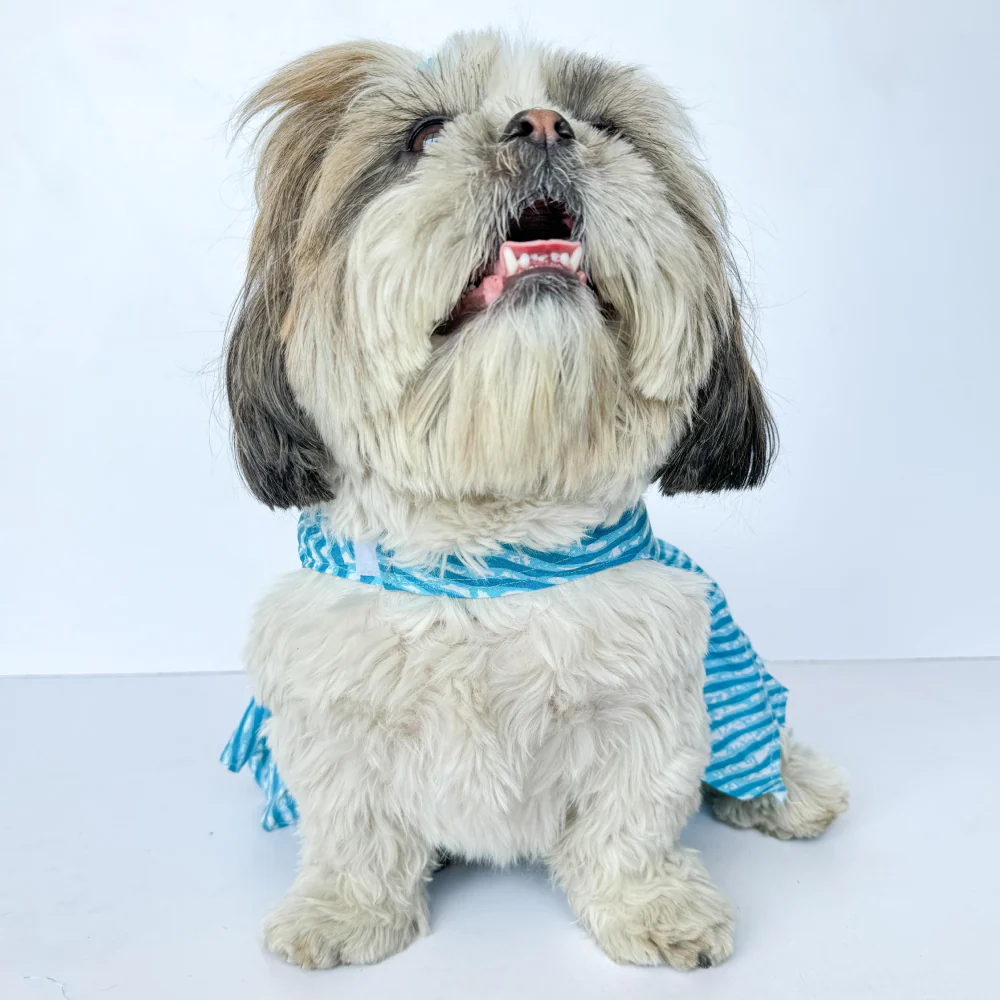 Pawgypets Lehriya Dress for Dogs and Cats (Blue) - Image 2