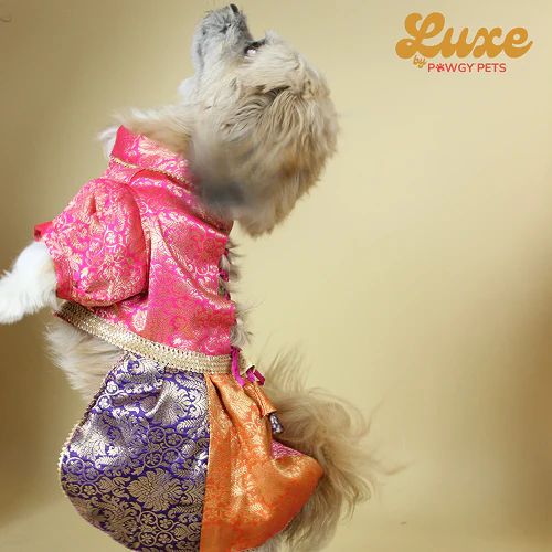 Pawgypets Luxe Brocade Colour Block Lehenga Dogs and Cats - Image 3