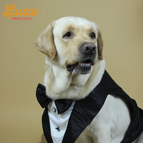 Pawgypets Luxe Shimmering Bowtie Tuxedo for Dogs and Cats (Black) - Image 3