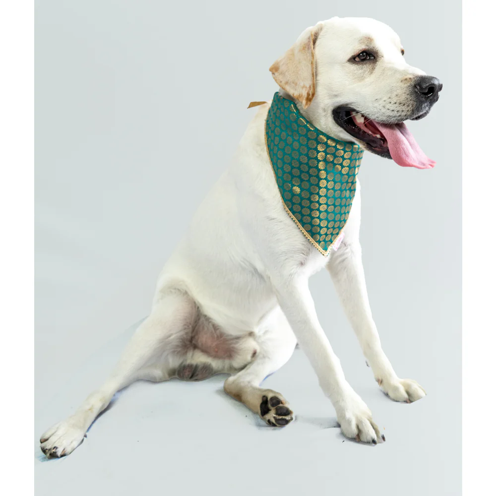 Pawgypets Occasion Wear Bandana for Dogs and Cats (Teal Blue) - Image 2