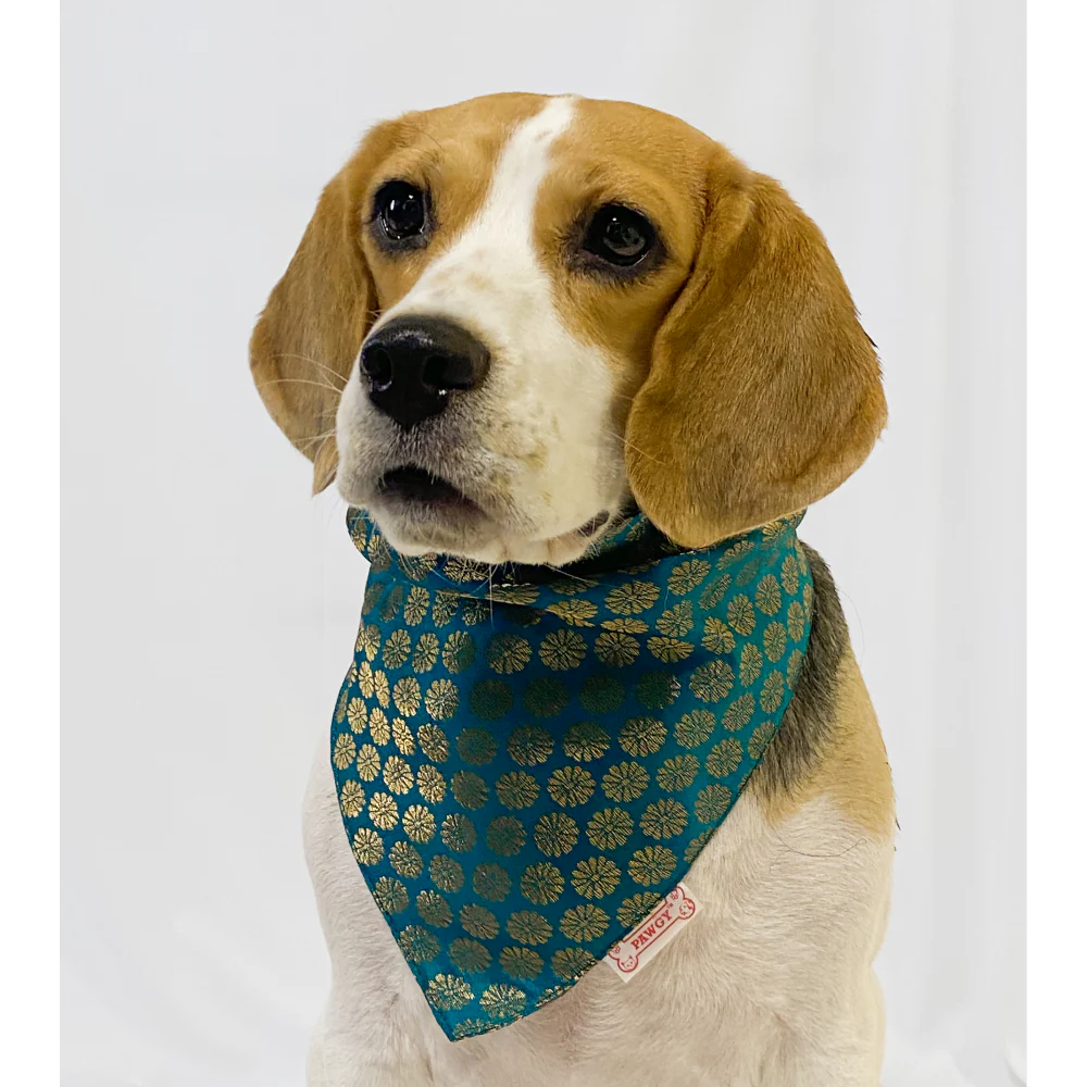 Pawgypets Occasion Wear Bandana for Dogs and Cats (Teal Blue) - Image 3
