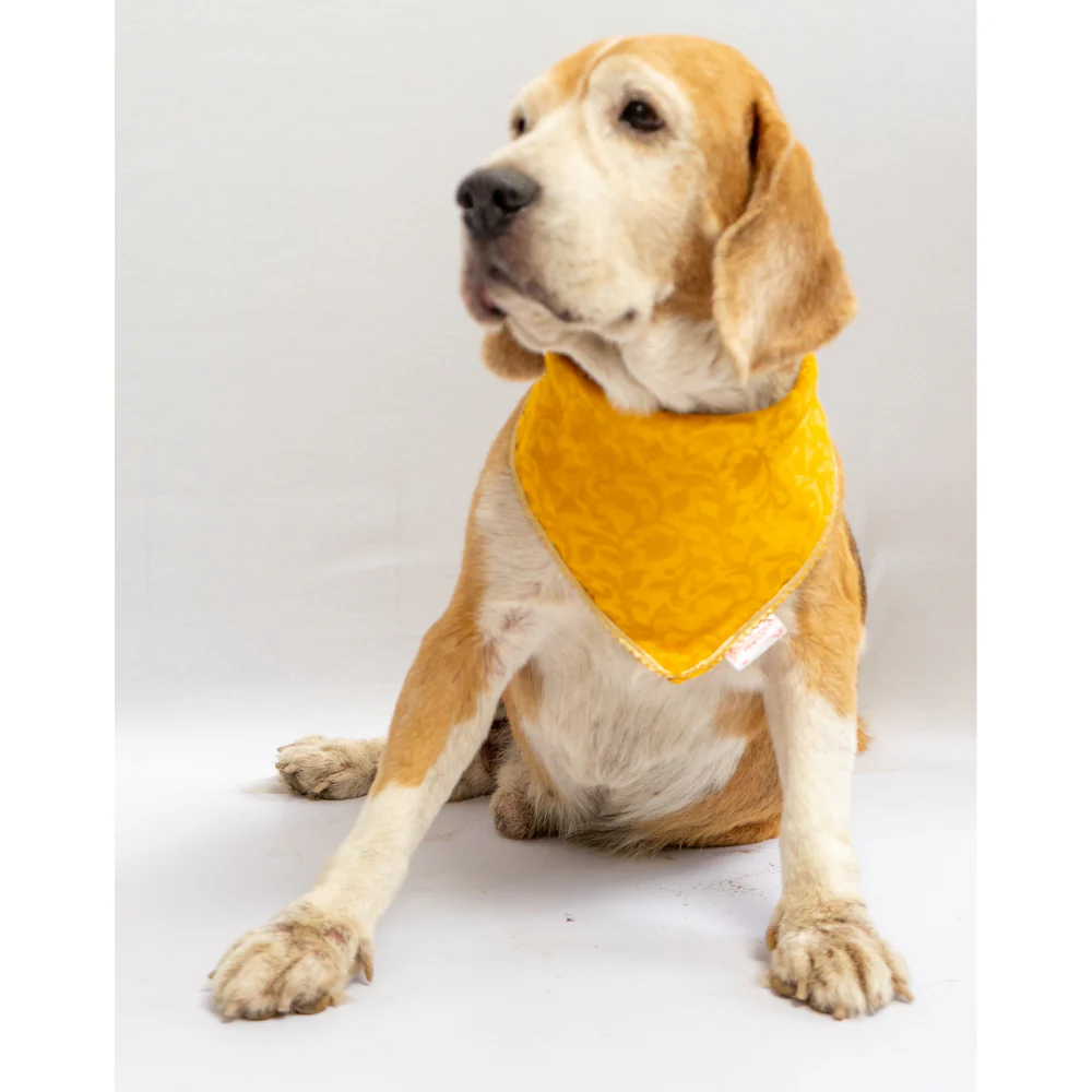 Pawgypets Occasion Wear Bandana for Dogs and Cats (Yellow) - Image 2