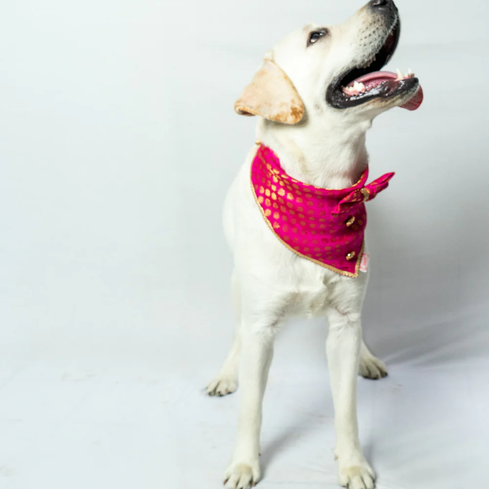Pawgypets Occasion Wear Bow Bandana for Dogs and Cats (Pink) - Image 2