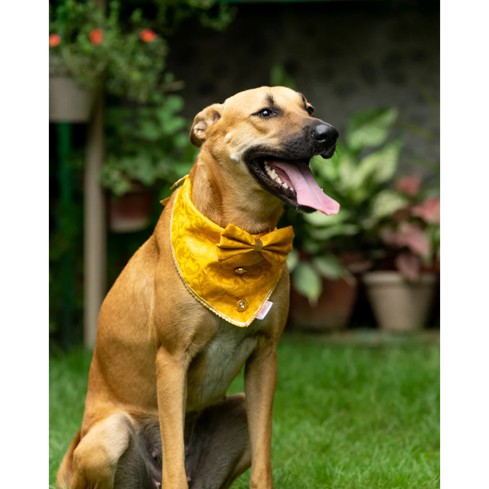 Pawgypets Occasion Wear Bow Bandana for Dogs and Cats (Yellow) - Image 2