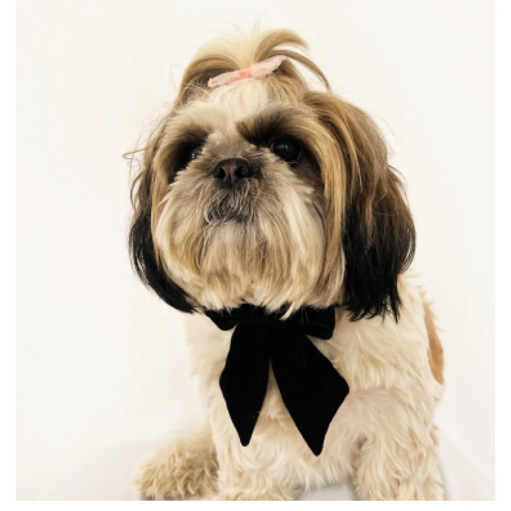 Pawgypets Pigtail Bowtie for Dogs and Cats - Image 2
