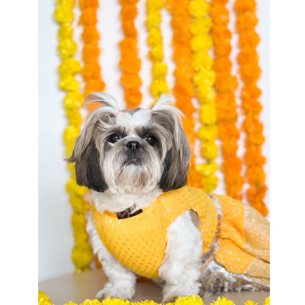 Pawgypets Pleaty Lehenga for Dogs and Cats (Yellow) - Image 4