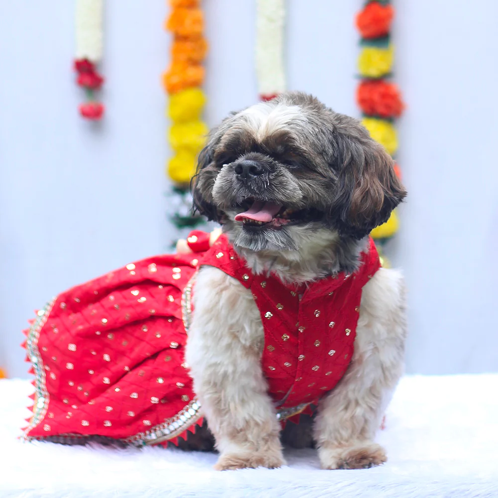 Pawgypets Shahi Lehengas Dress for Dogs (Red) - Image 3