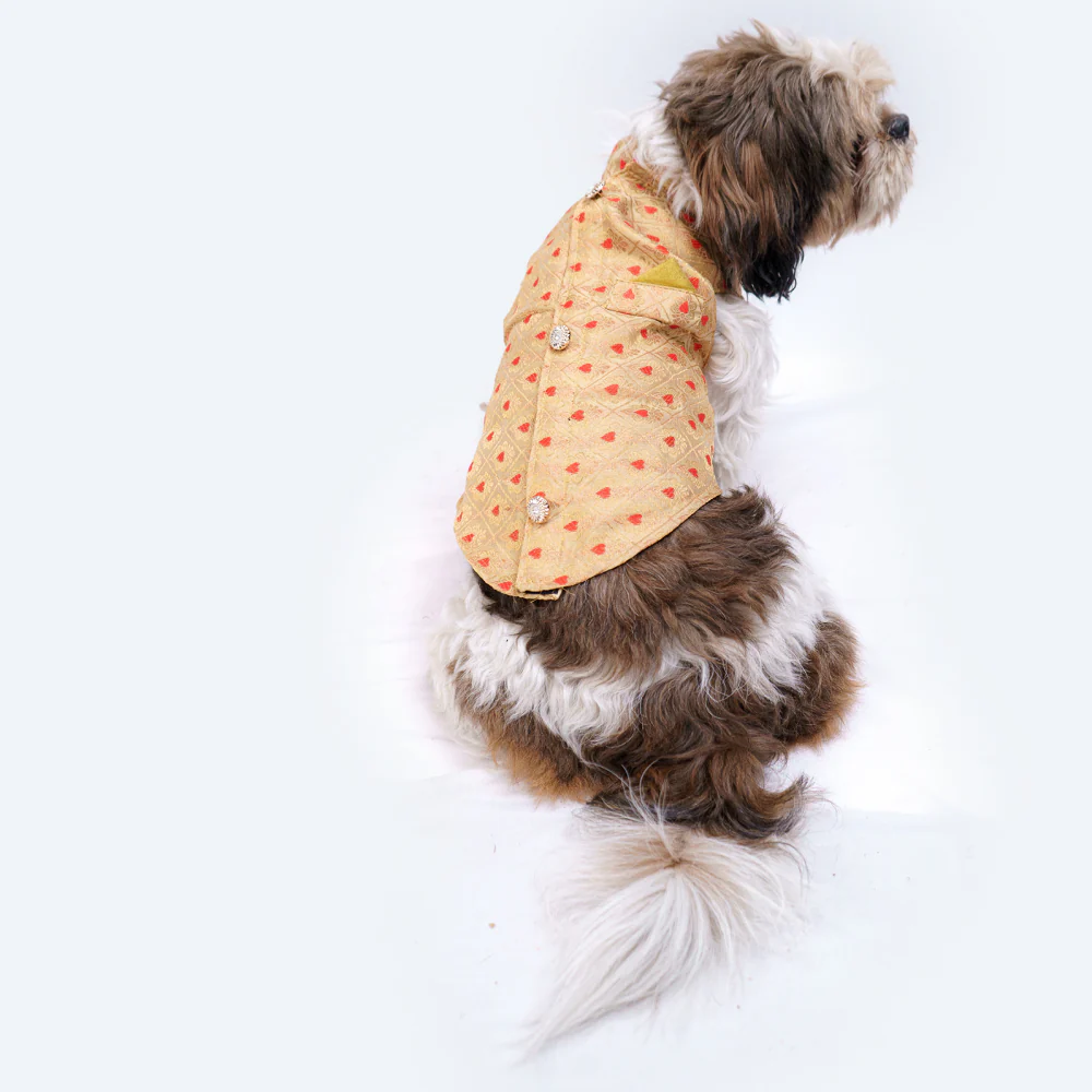 Pawgypets Sherwani for Dogs and Cats (Golden) - Image 4