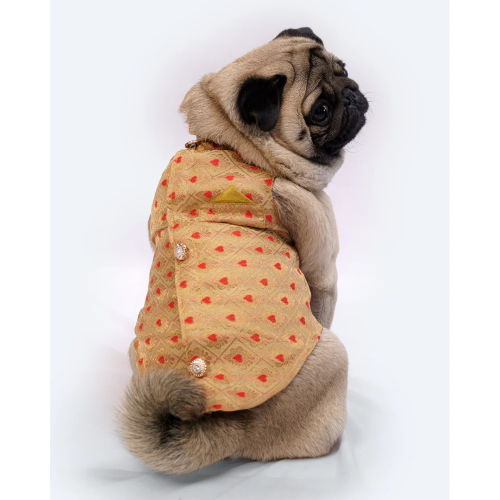 Pawgypets Sherwani for Dogs and Cats (Golden) - Image 5