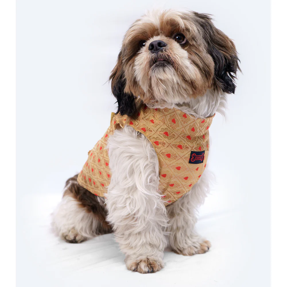 Pawgypets Sherwani for Dogs and Cats (Golden) - Image 6