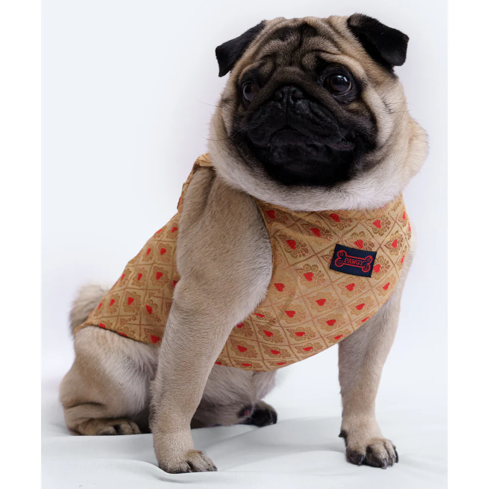 Pawgypets Sherwani for Dogs and Cats (Golden) - Image 7