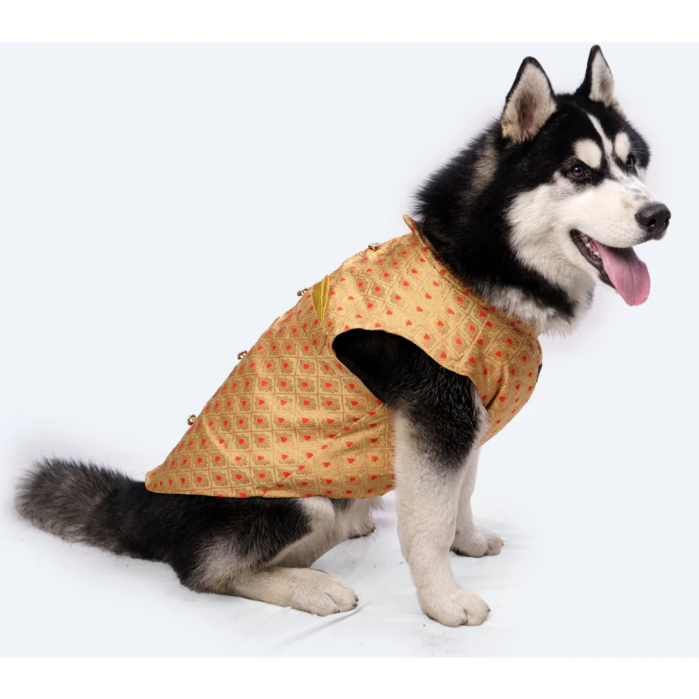 Pawgypets Sherwani for Dogs and Cats (Golden) - Image 8